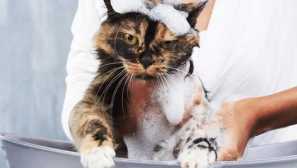 Шампоан за котки